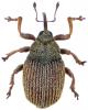 Ceutorhynchus pyrrhorhynchus